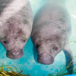 Santuario del Manatí Desde